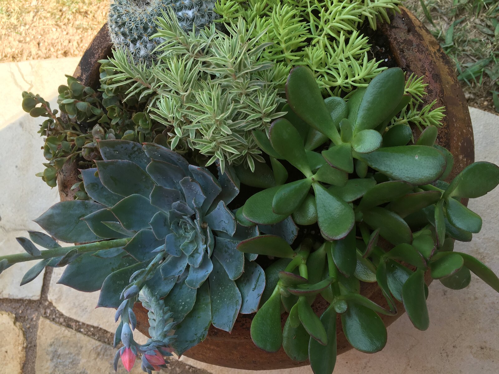 Front yard landscape refresh