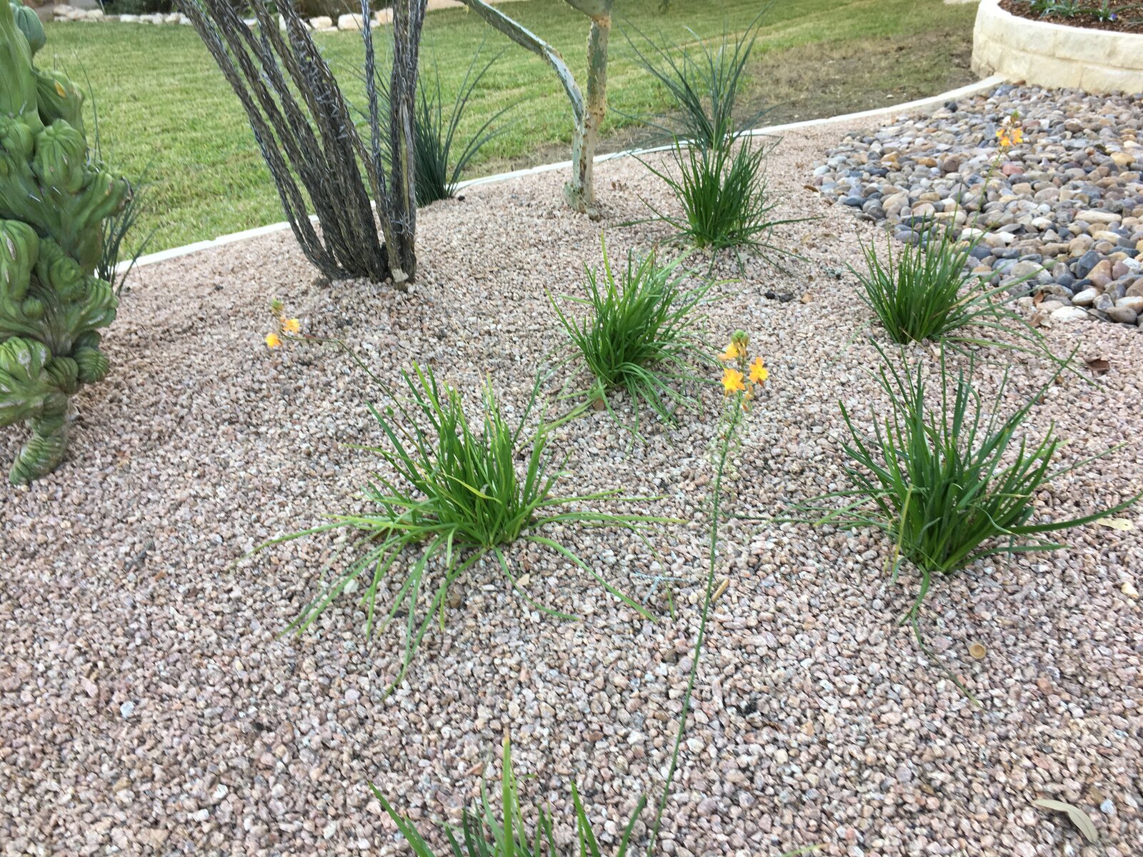 Native plantings and mulch