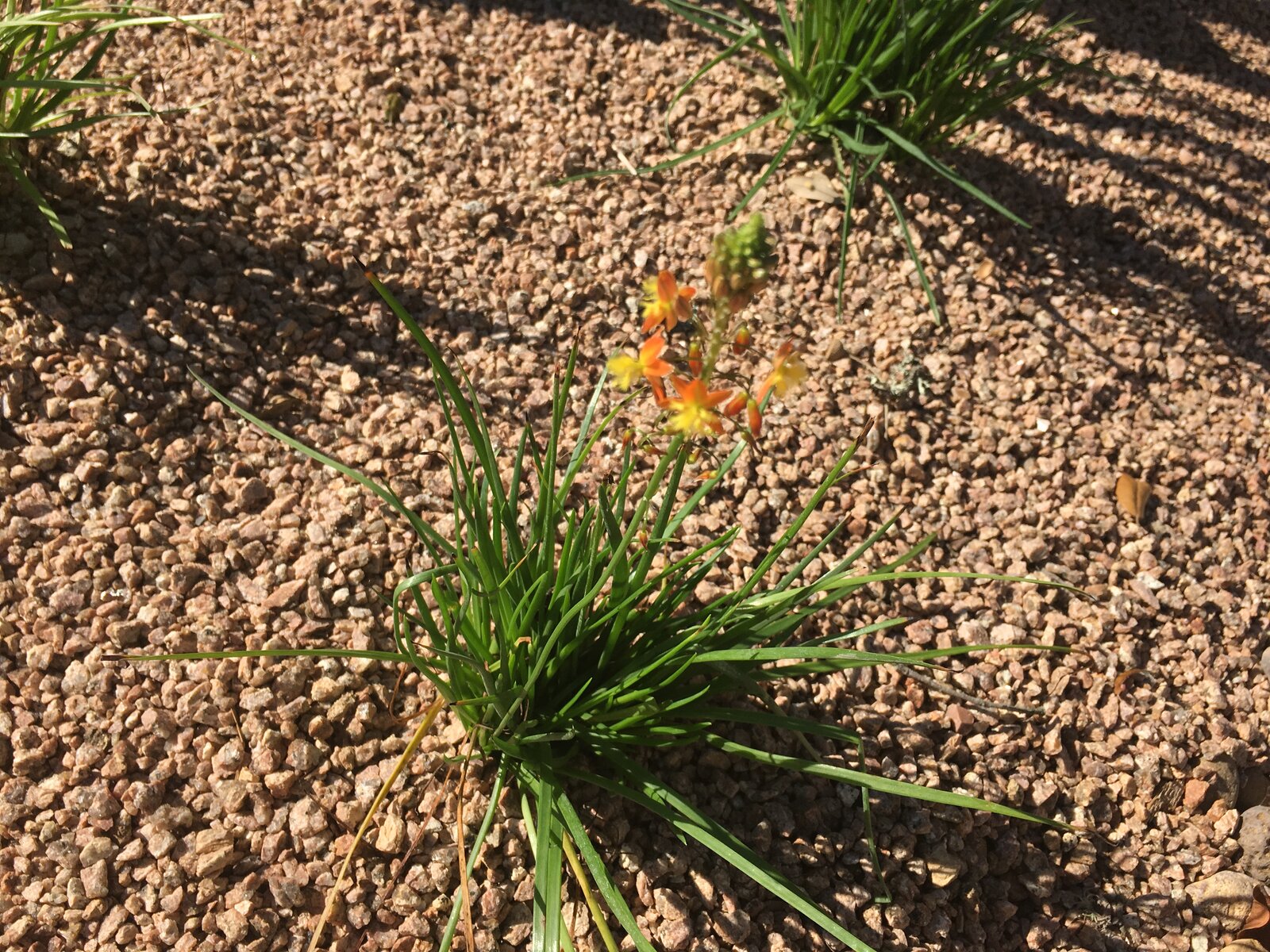 Backyard hardscape detail