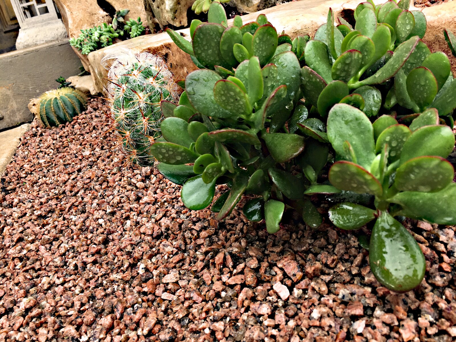 Drought-tolerant garden bed