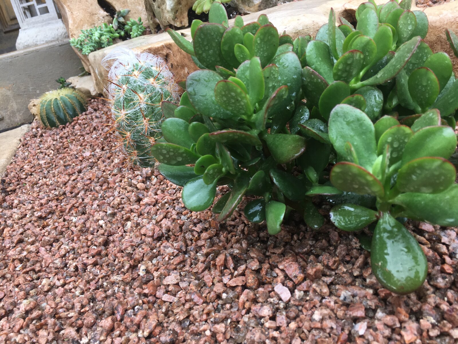 Drought-tolerant garden bed
