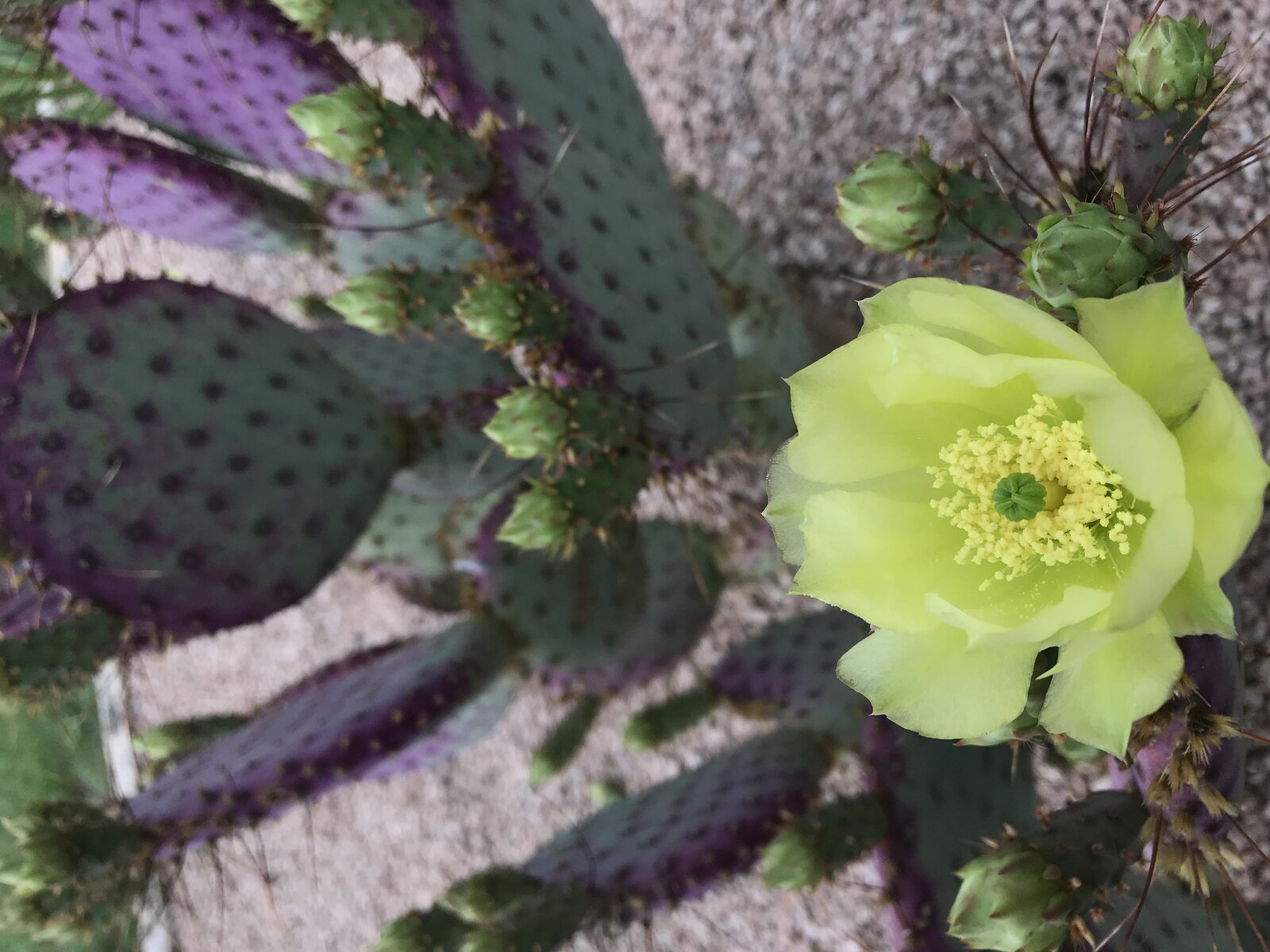 Xeriscape planting bed