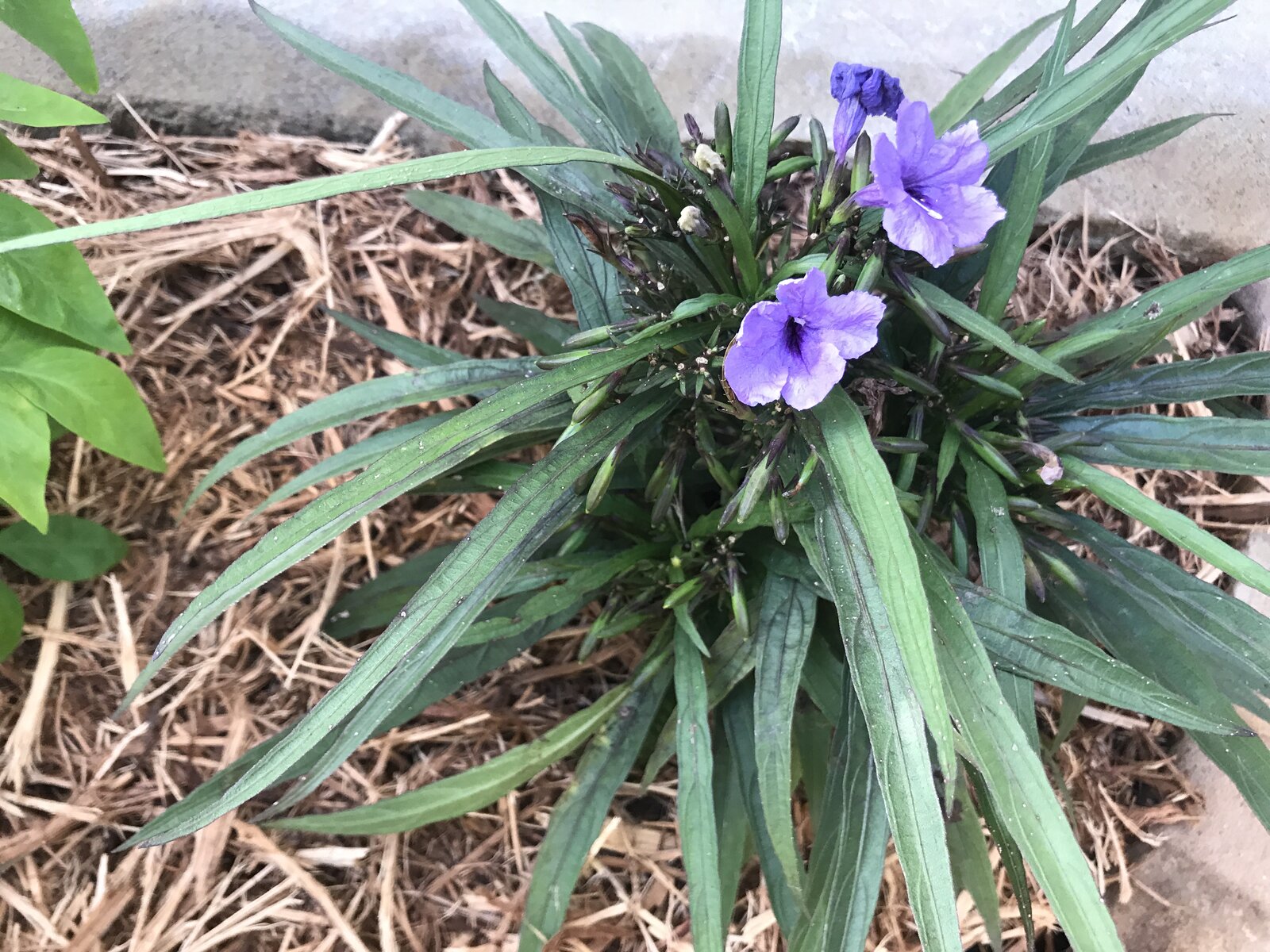 Backyard hardscape detail