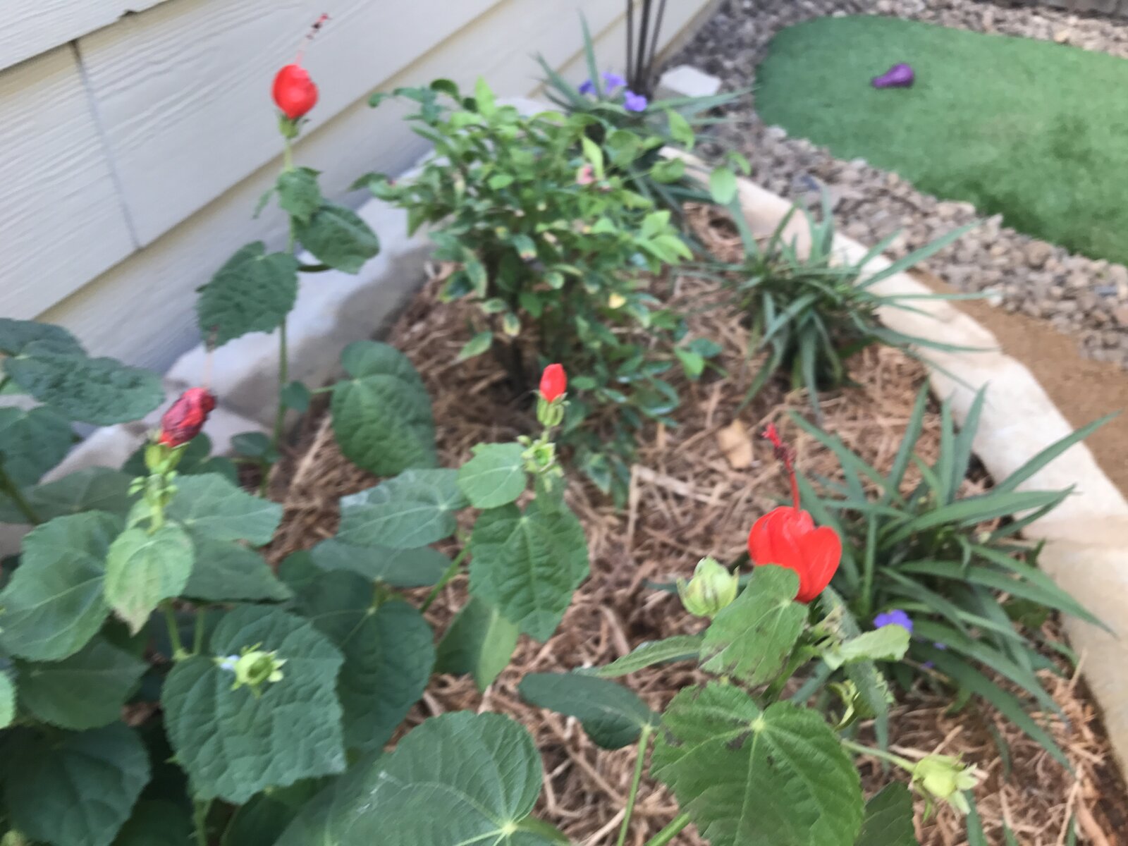 Drought-tolerant garden bed