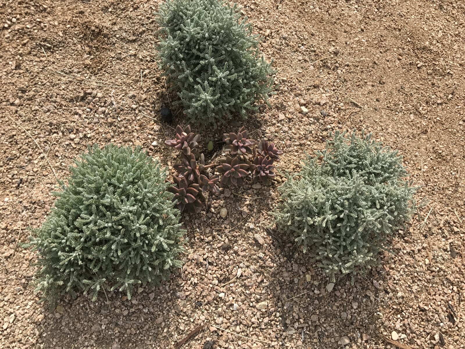 Finished landscaping job