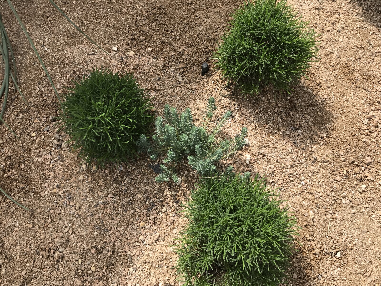 Drought-tolerant garden bed
