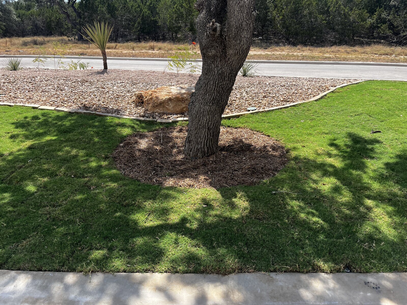 Sod lawn with tree mulch ring and rock bed