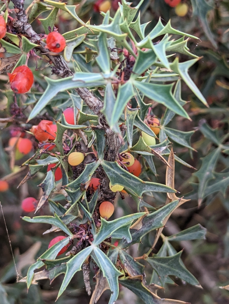 Agarita — flowers or notable detail