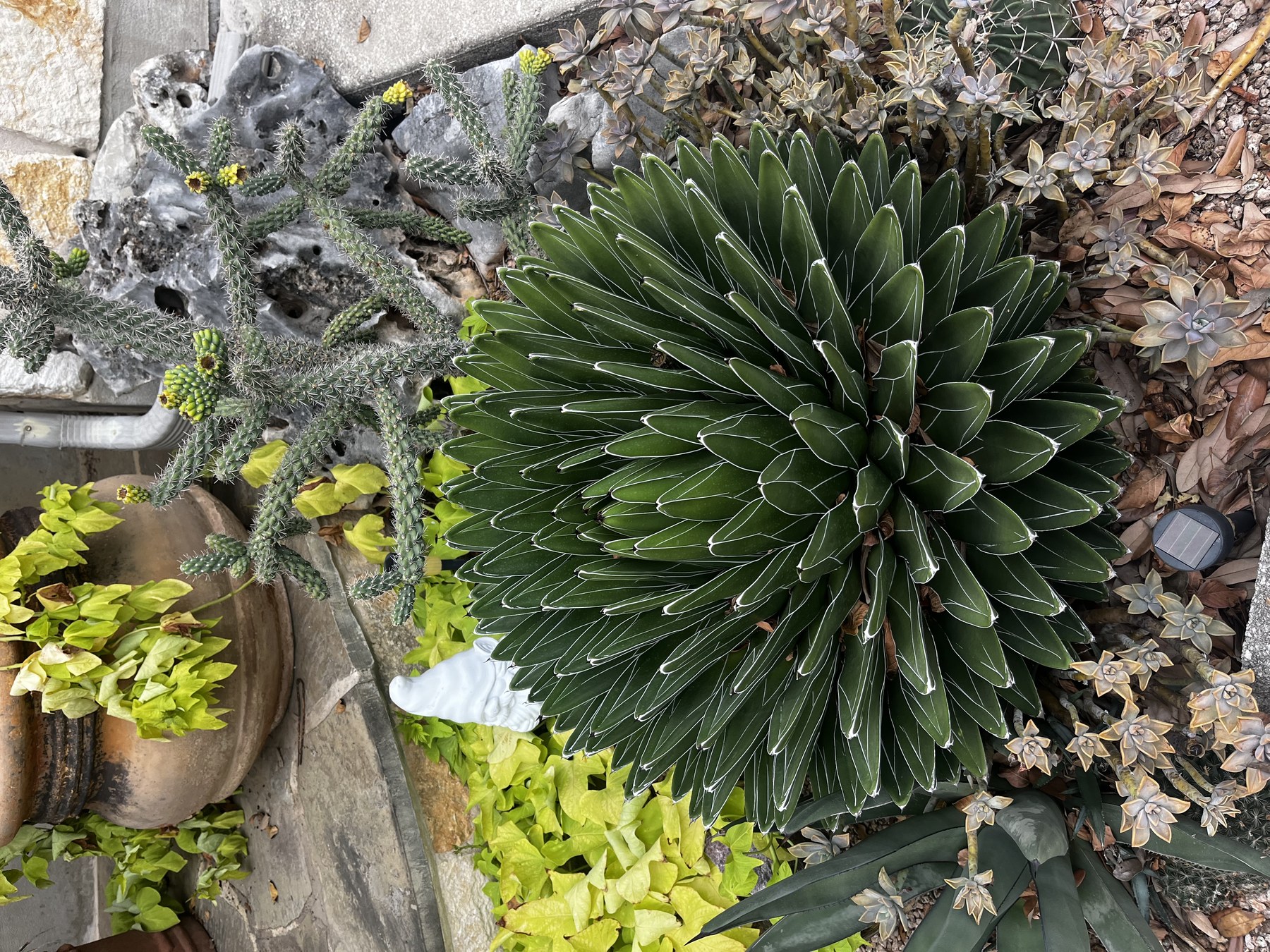 Agave, Victoria-Reginae — whole plant