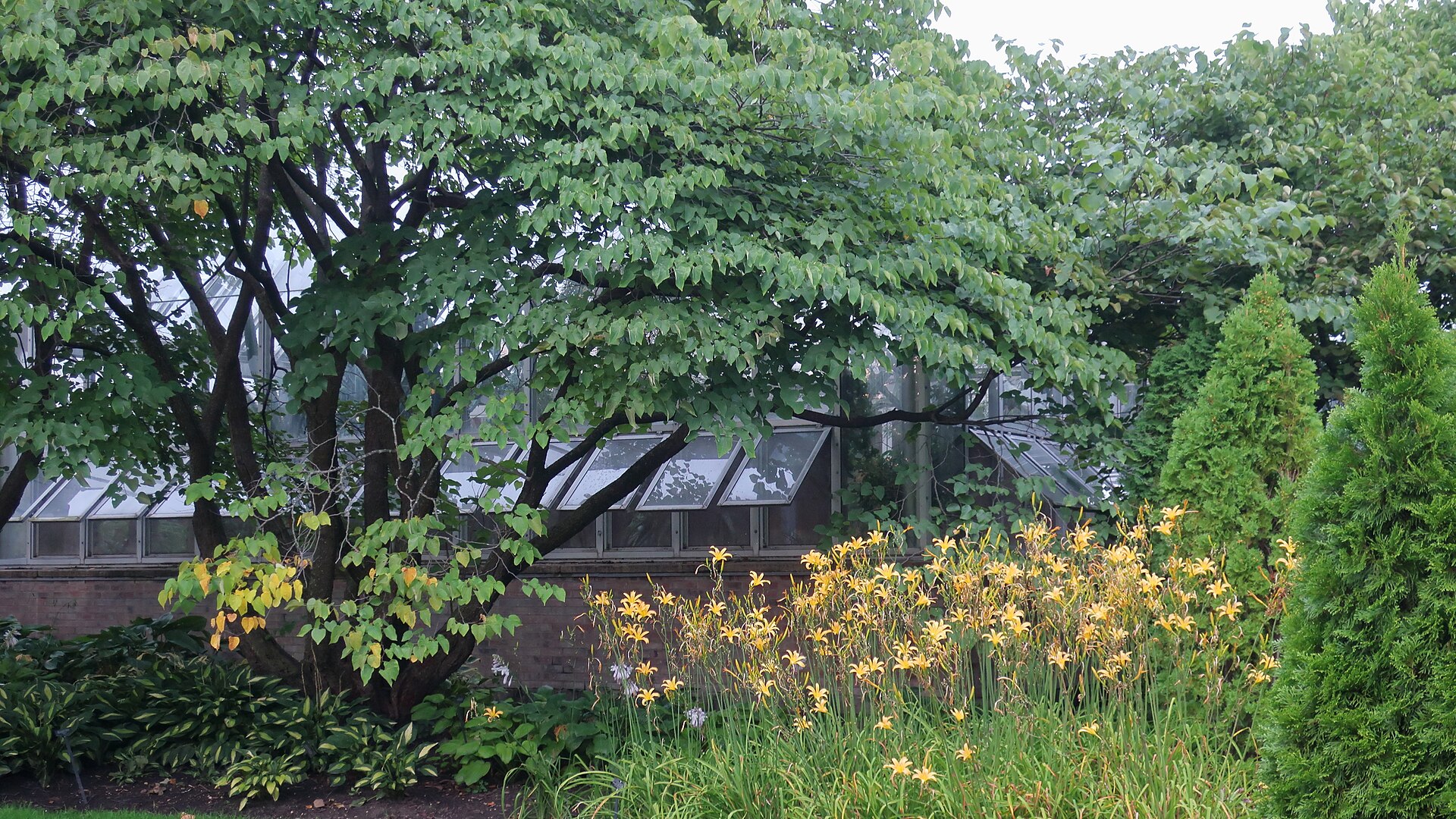 Emerald Green Arborvitae — flowers or notable detail