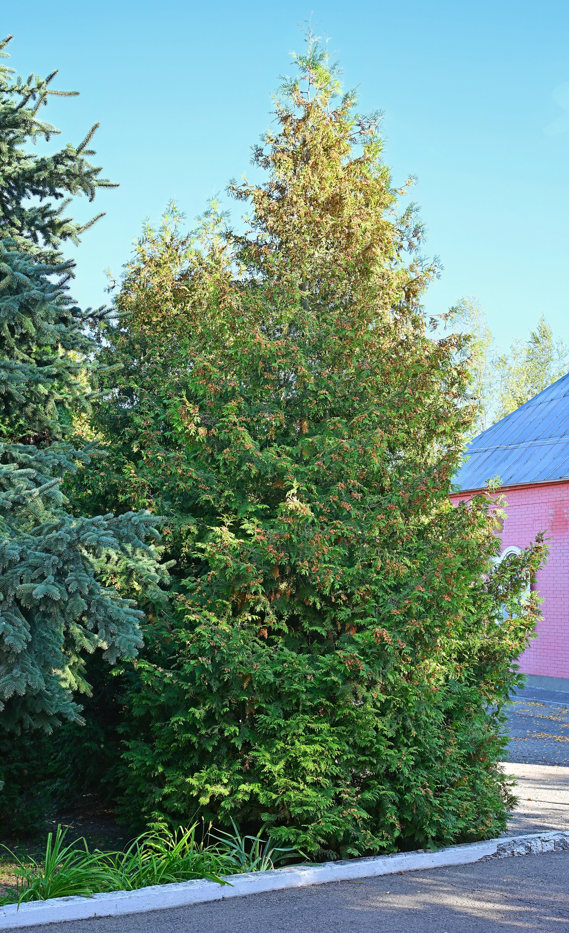 Emerald Green Arborvitae — whole plant