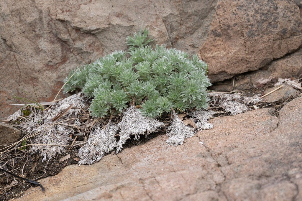 Artemisia — whole plant