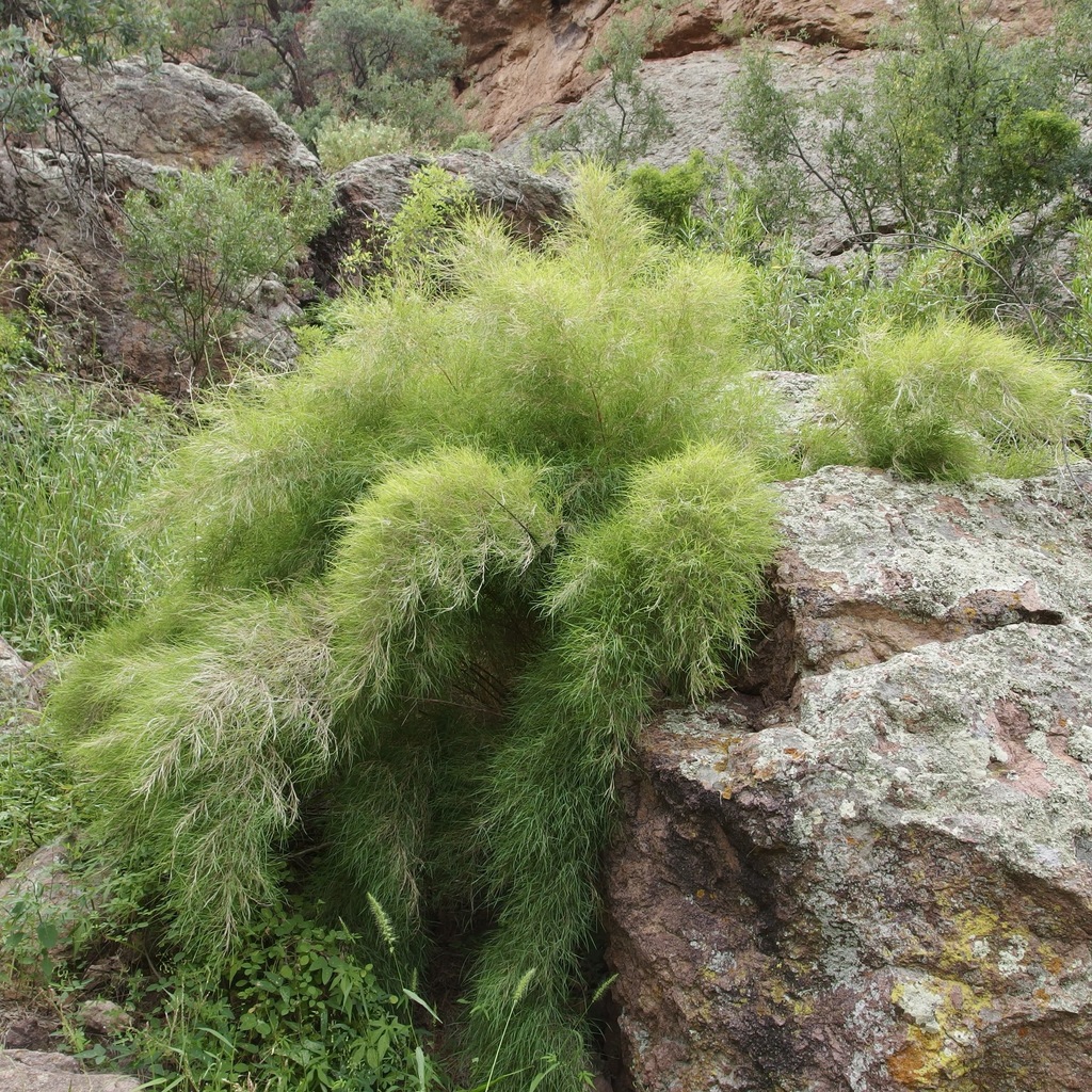 Bamboo Muhly — flowers or notable detail