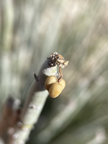 Candelilla — flowers or notable detail