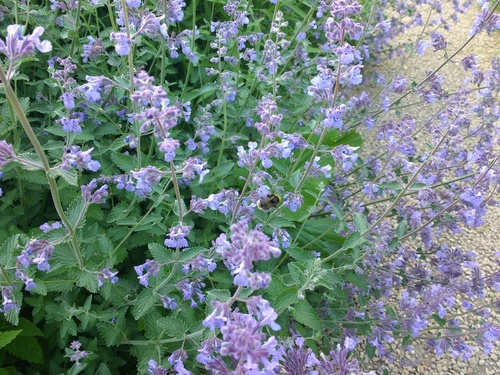 Catmint — flowers or notable detail