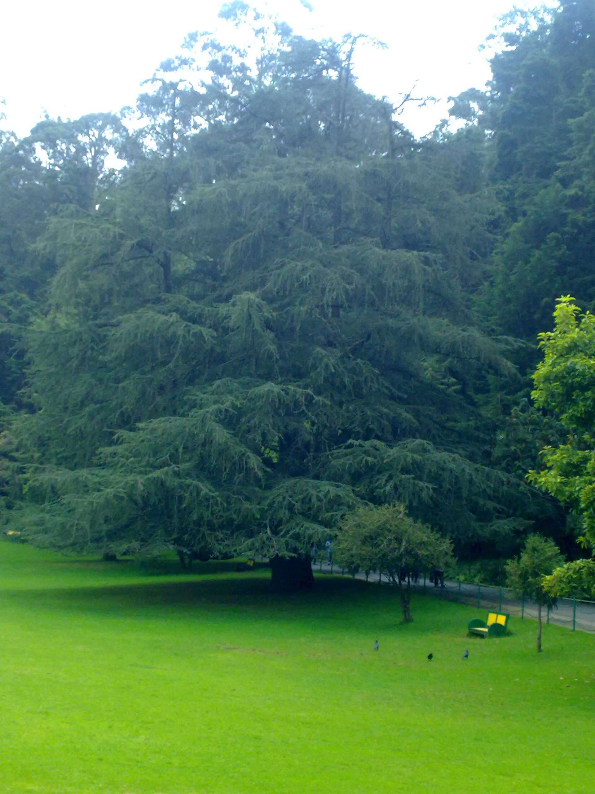 Deodar Cedar — whole plant