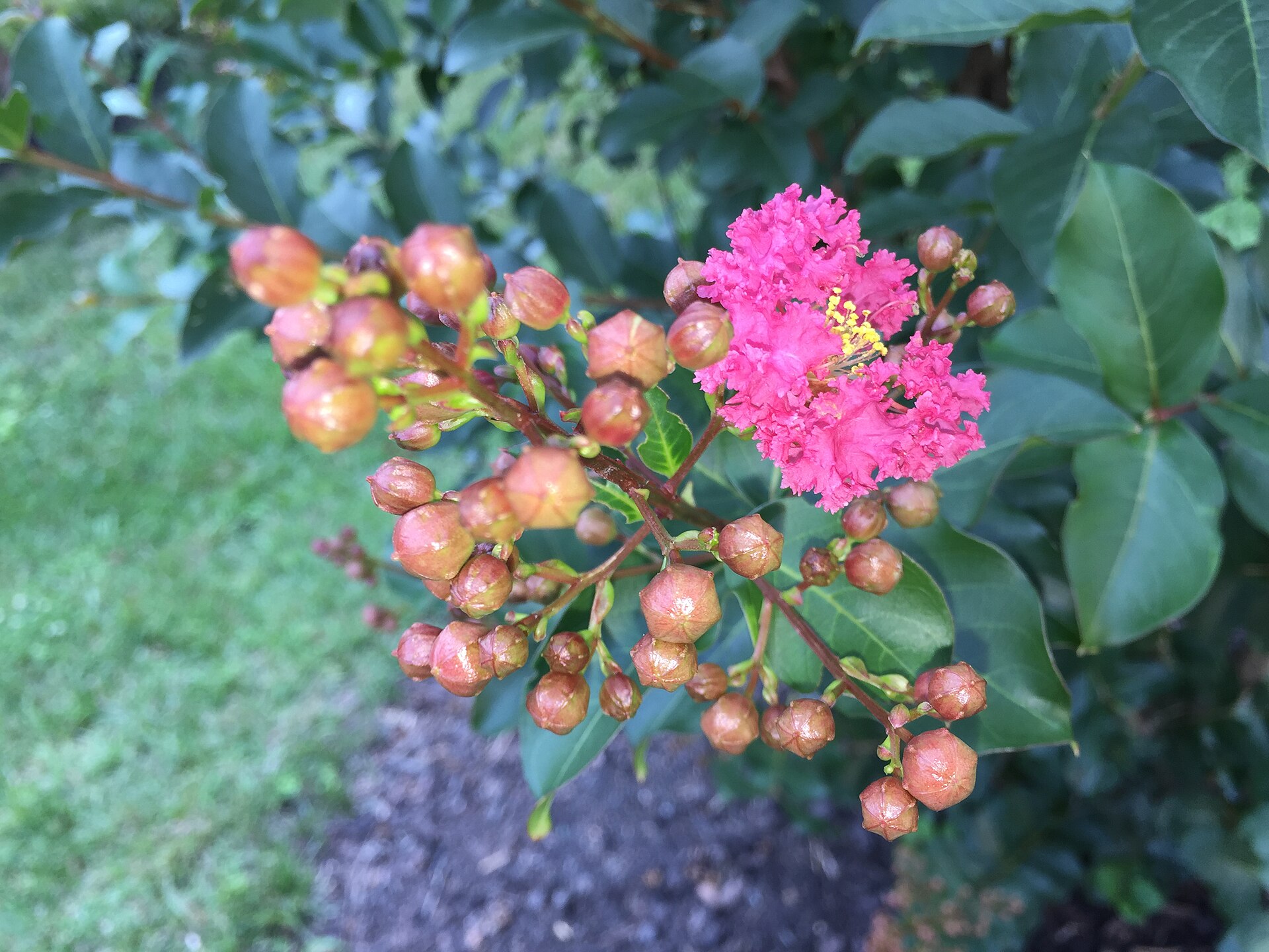 Crape Myrtle, Catawba — flowers or notable detail