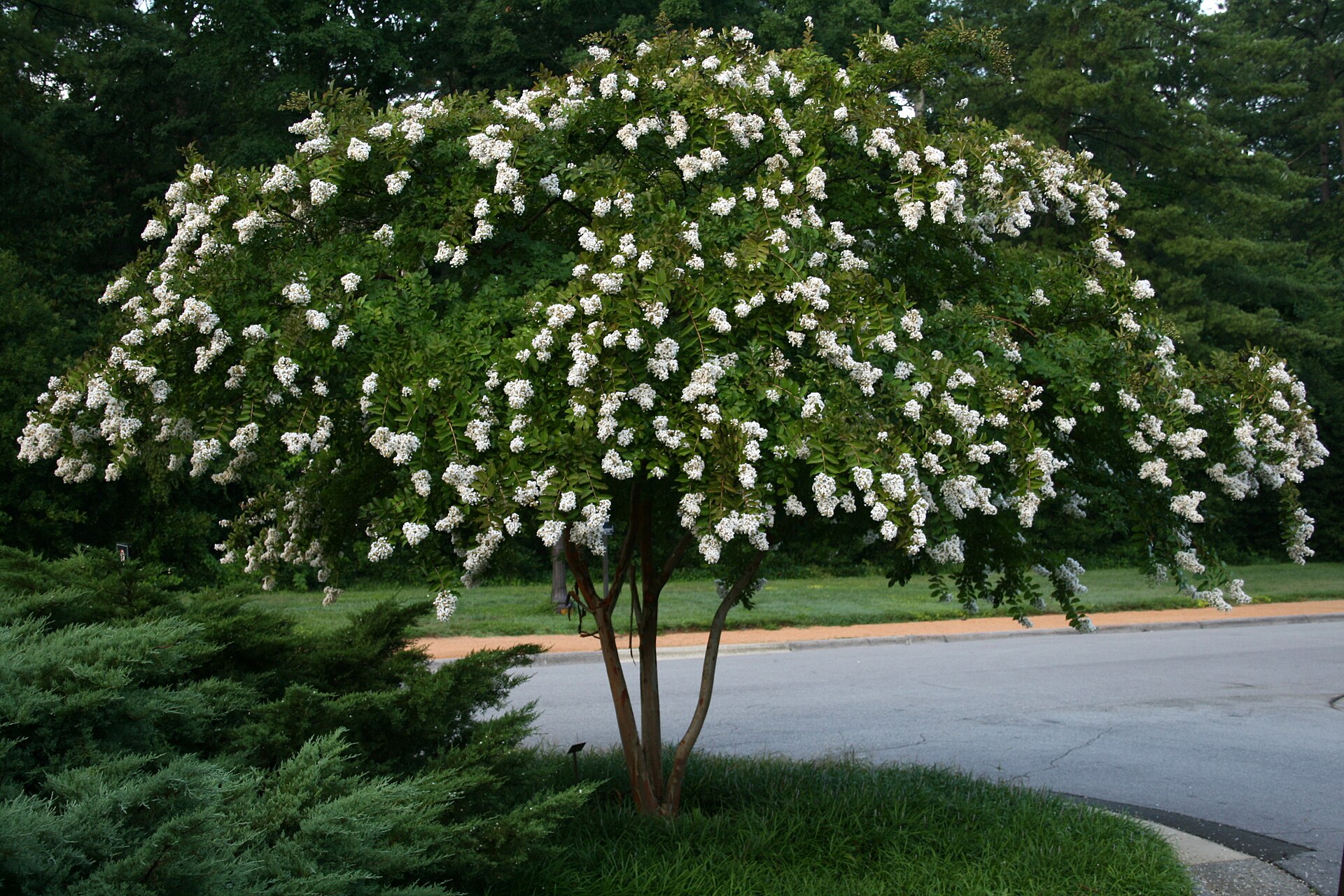 Crape Myrtle, Catawba — whole plant