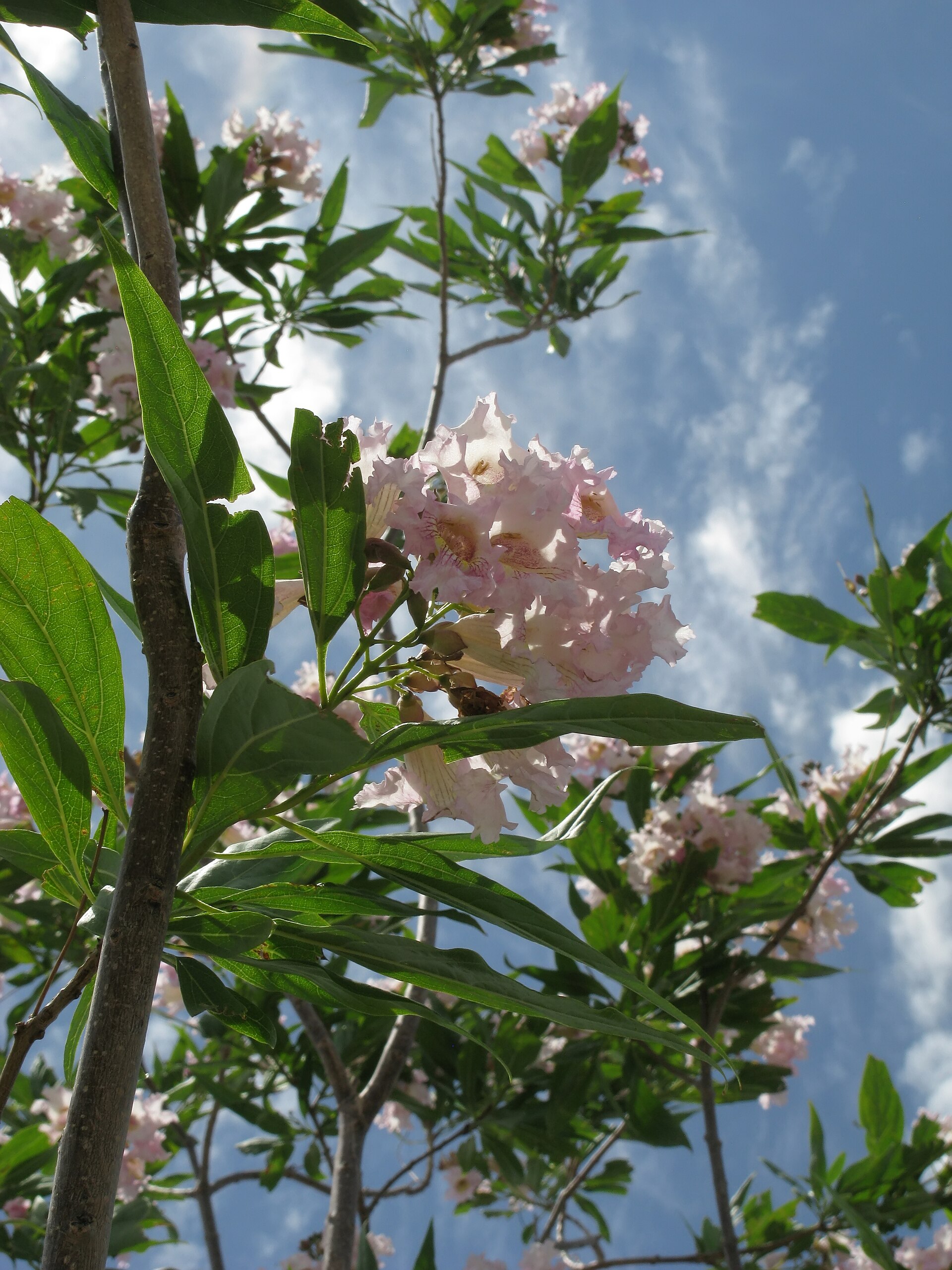 Desert Willow — flowers or notable detail