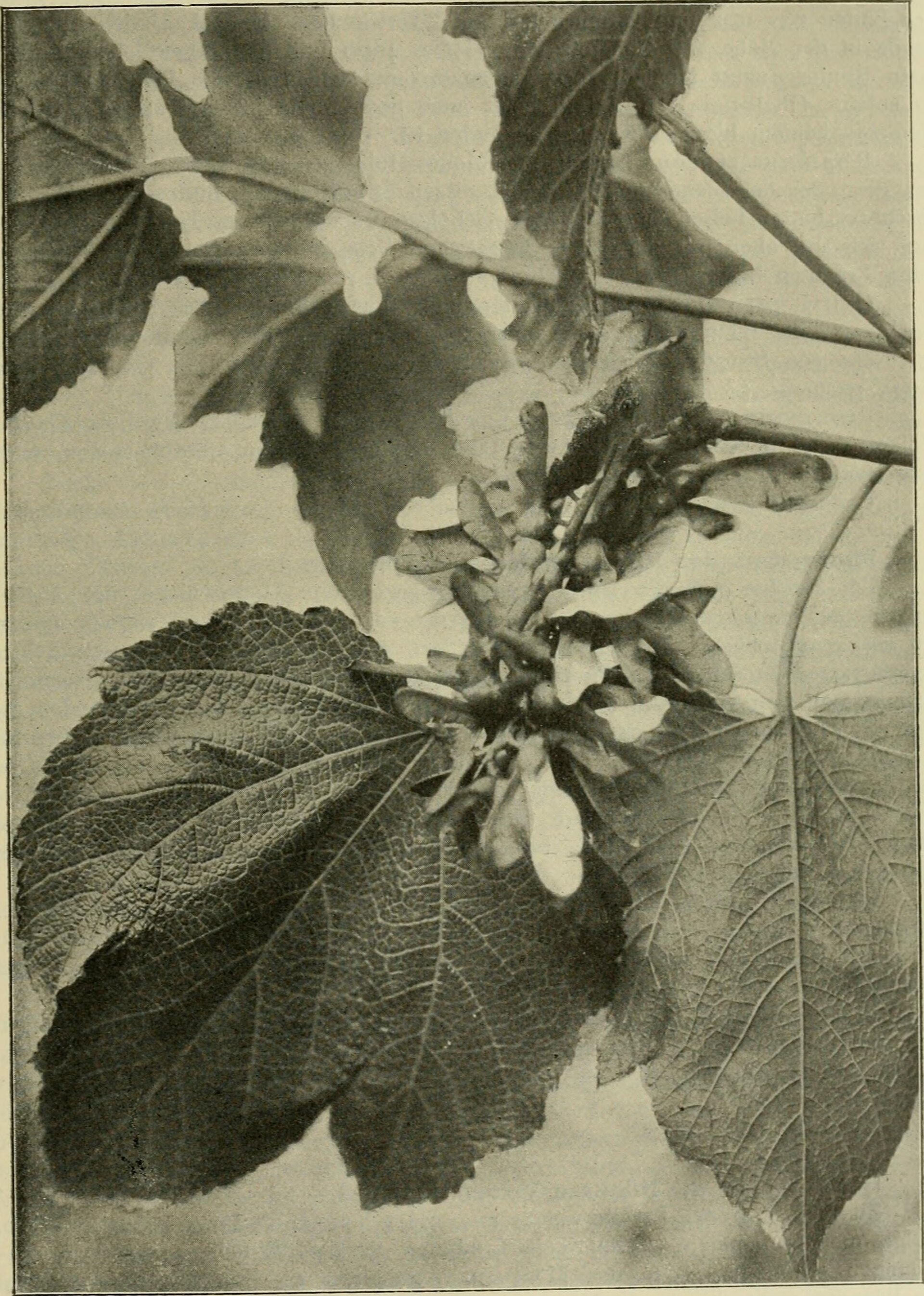Desert Willow — whole plant