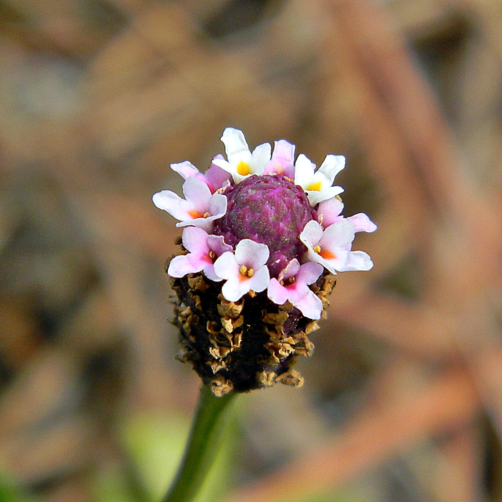 Frog Fruit — flowers or notable detail