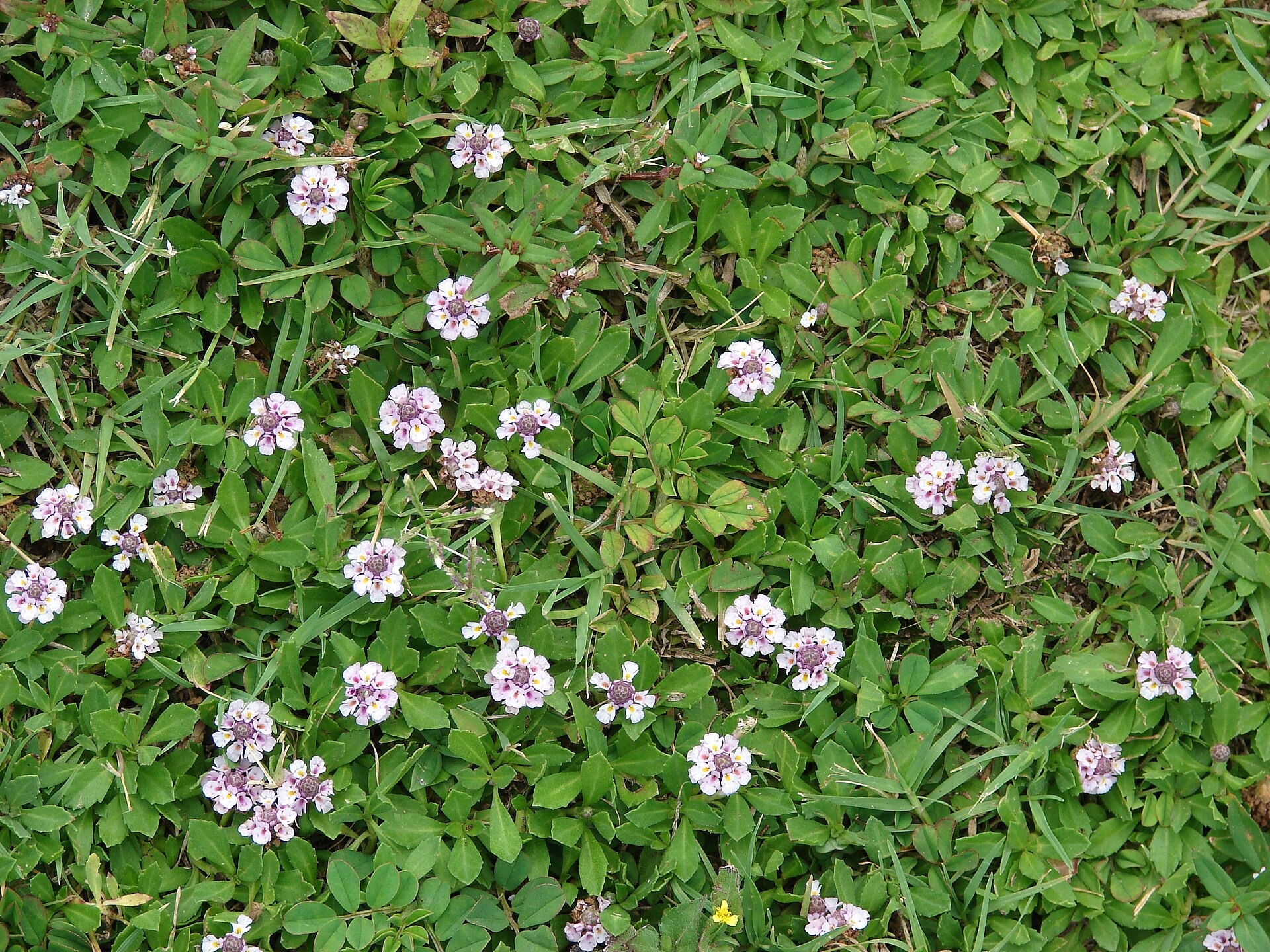 Frog Fruit — whole plant