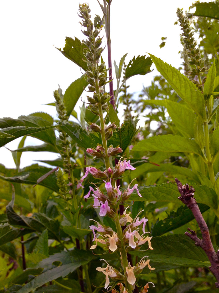 Germander, Creeping — flowers or notable detail