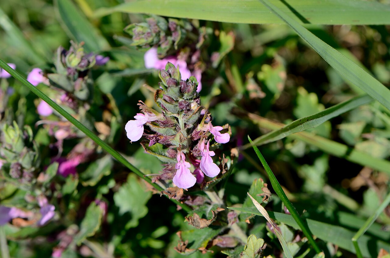 Germander, Creeping — whole plant