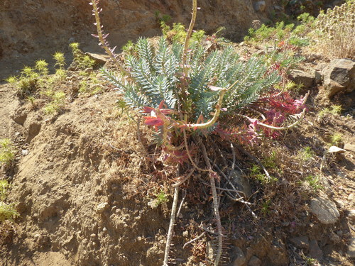 Gopher Plant — flowers or notable detail