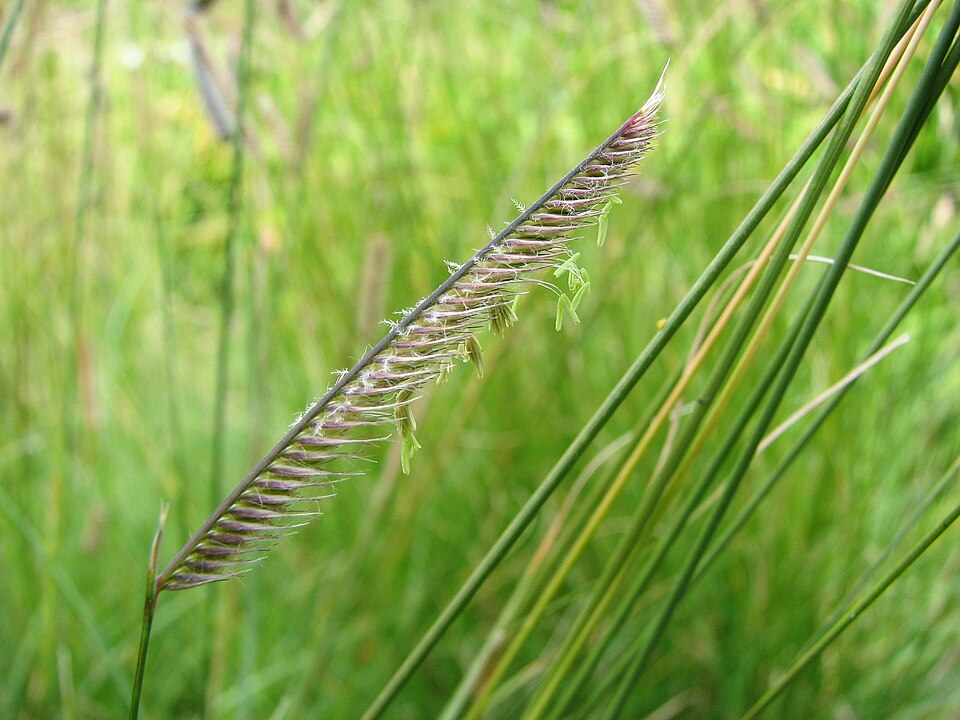Grass, Blue Grama — flowers or notable detail