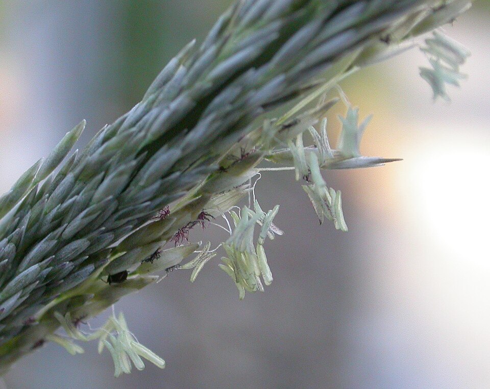 Grass, Deer Muhly — flowers or notable detail