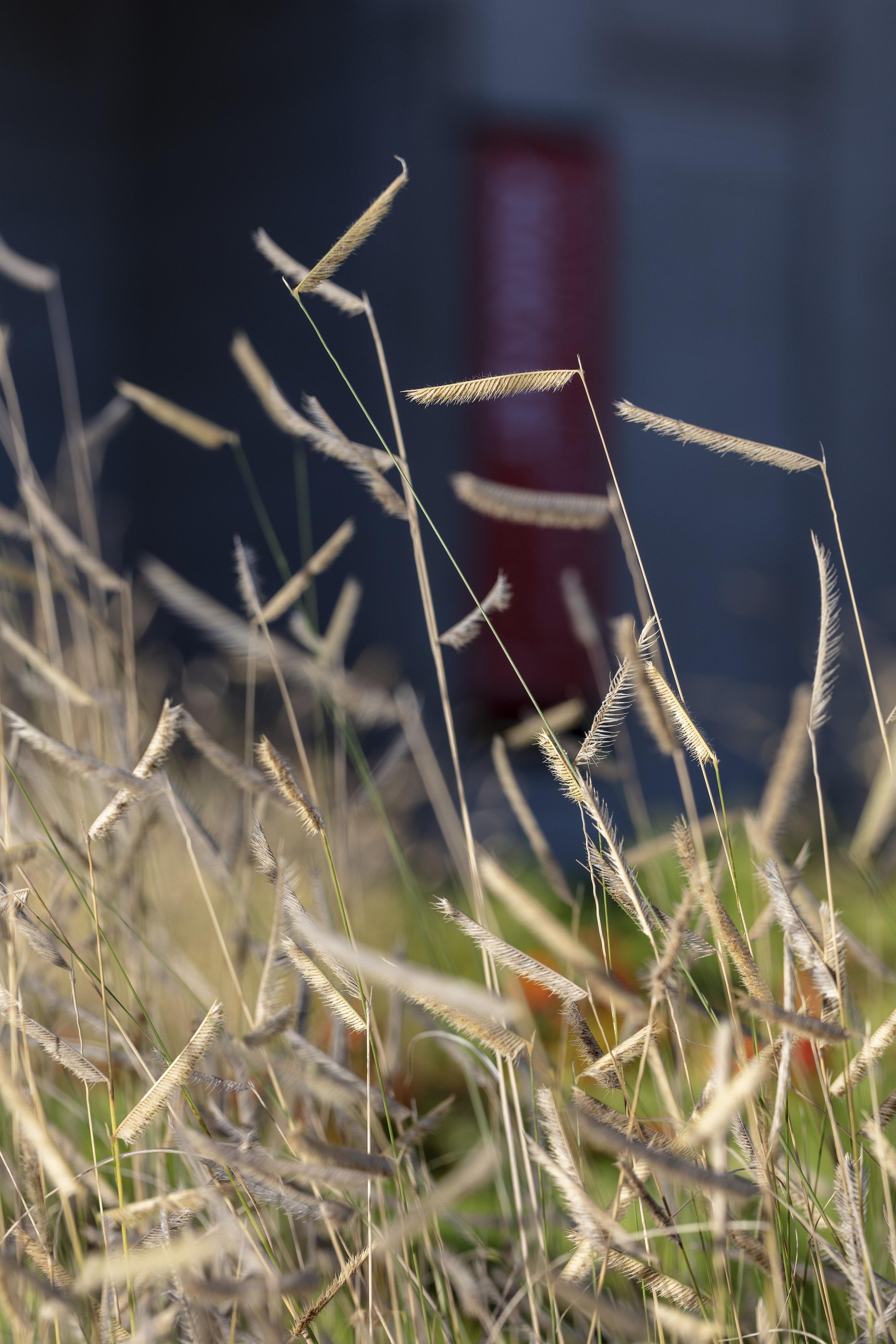 Grass, Grama Blonde Ambition — whole plant