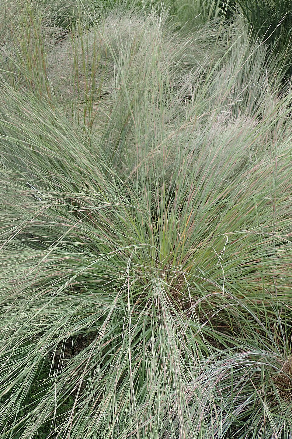 Grass, Little Bluestem — whole plant
