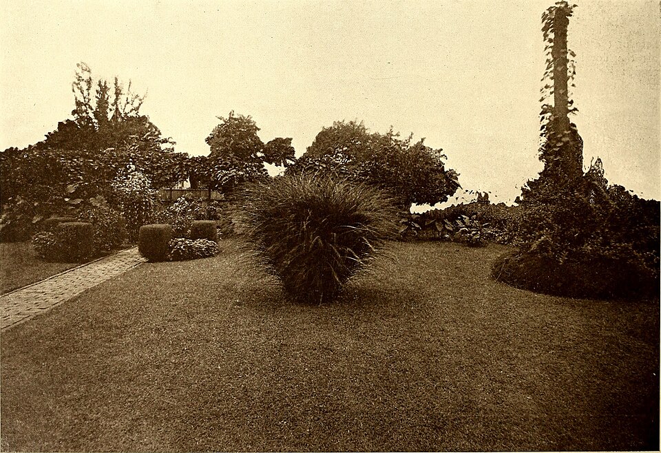 Grass, Pampas Dwarf — flowers or notable detail