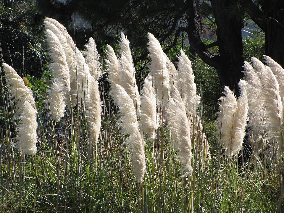 Grass, Pampas — flowers or notable detail