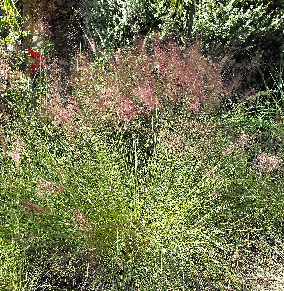 Grass, Pink Flamingo Muhly — flowers or notable detail