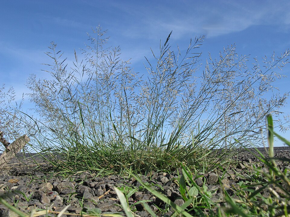 Grass, Weeping Love — flowers or notable detail