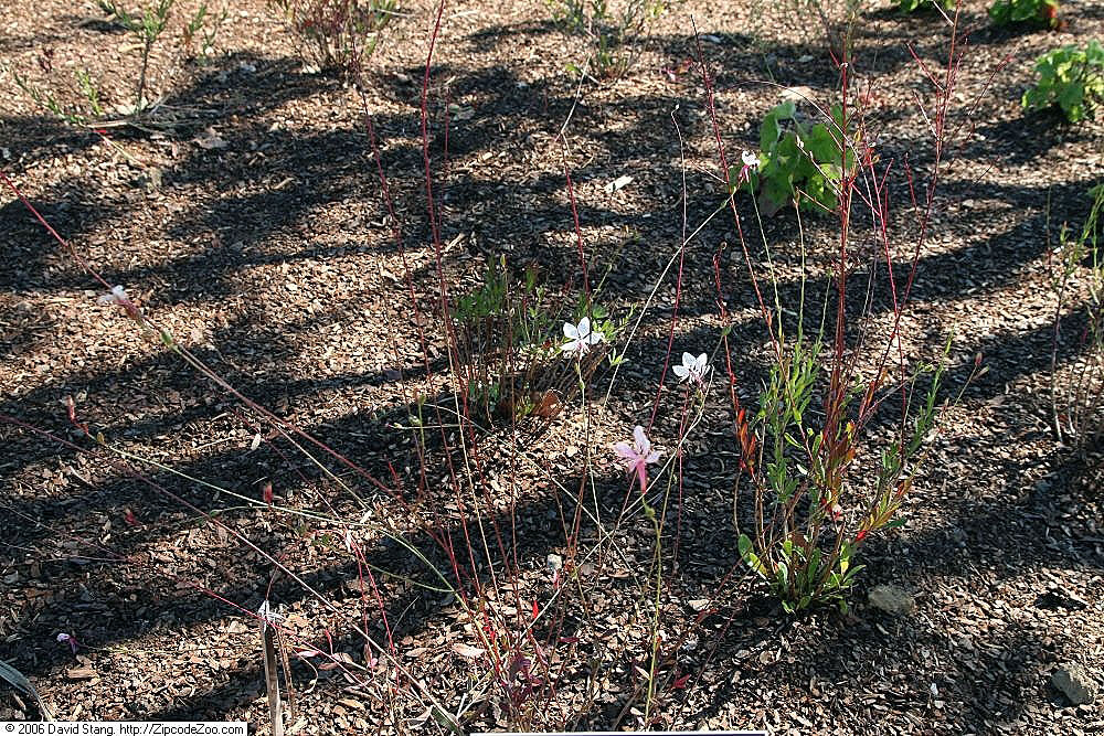 Guara, Pink And White — flowers or notable detail