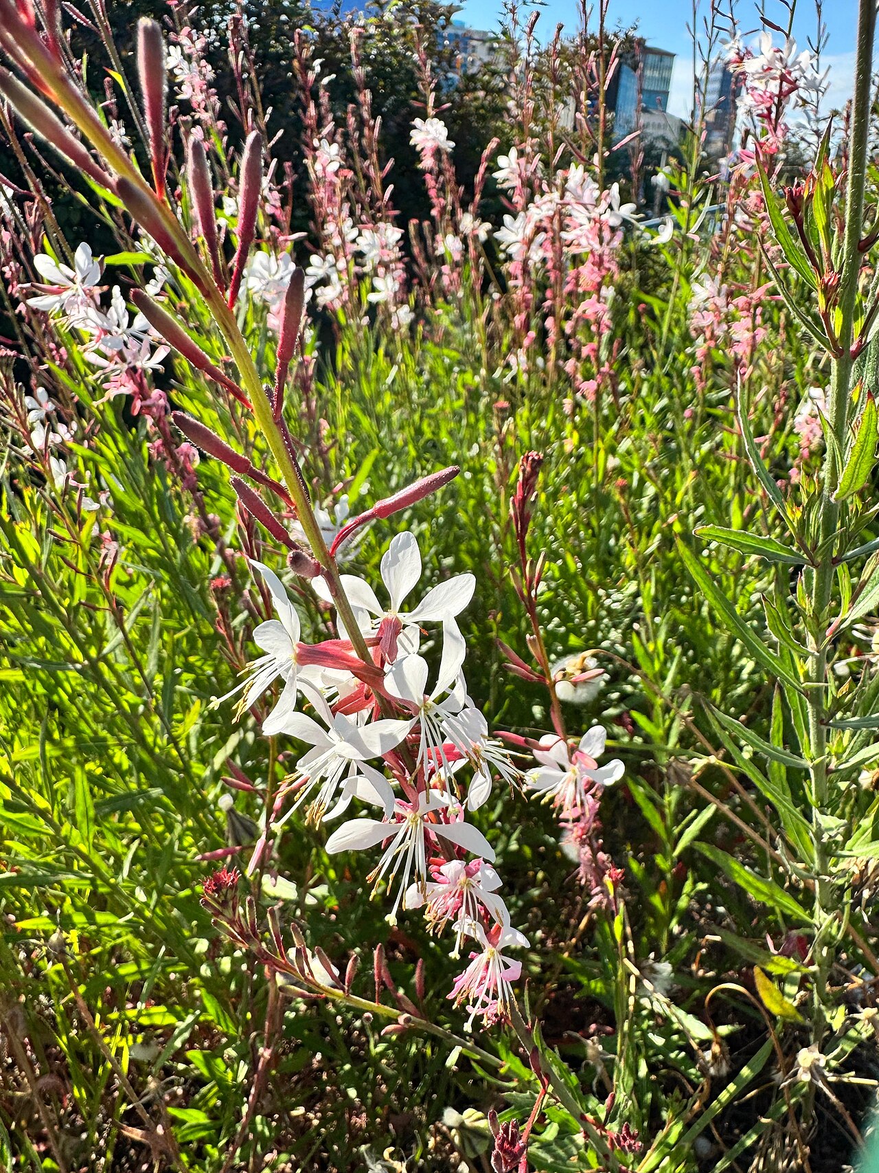 Guara, Pink And White — whole plant