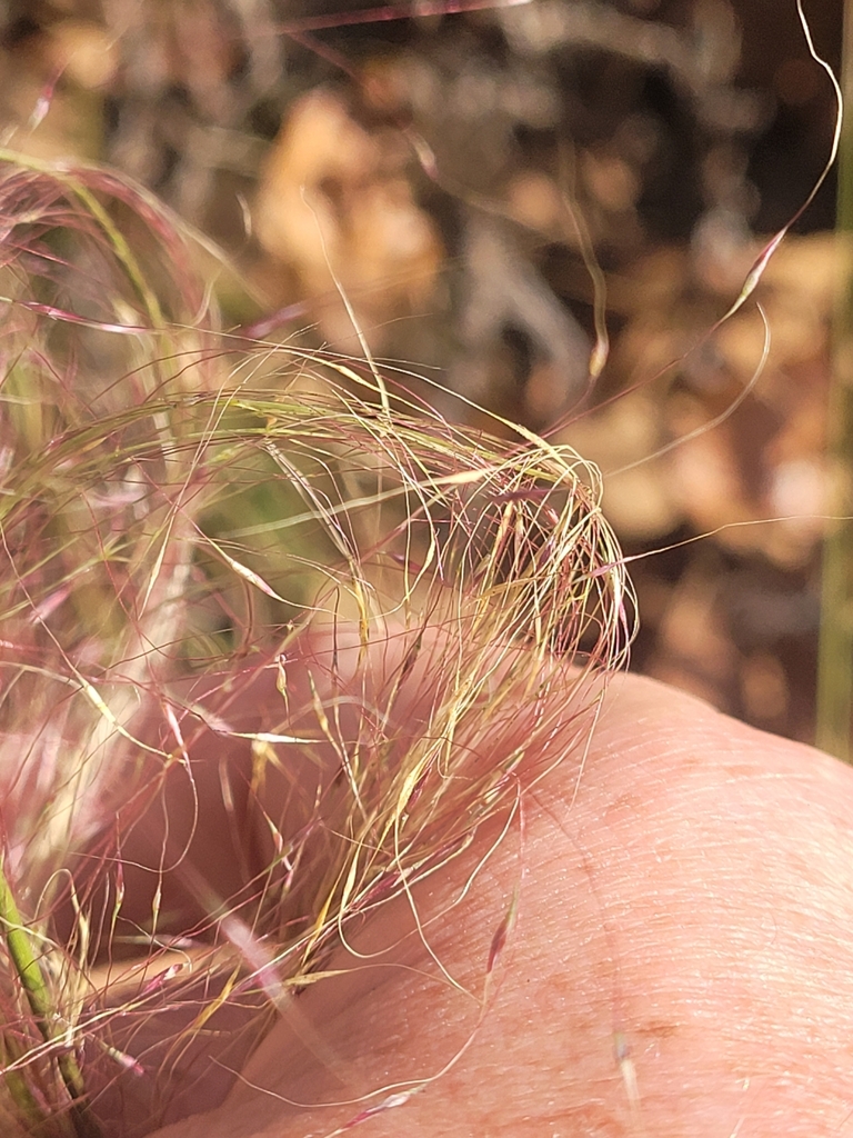 Gulf Muhly — flowers or notable detail