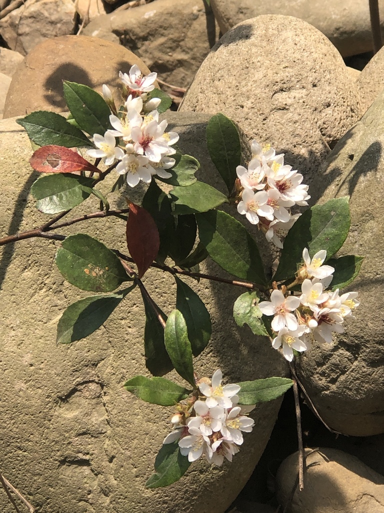 Hawthorn, Clara — flowers or notable detail