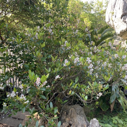 Hawthorn, Majestic Beauty — flowers or notable detail