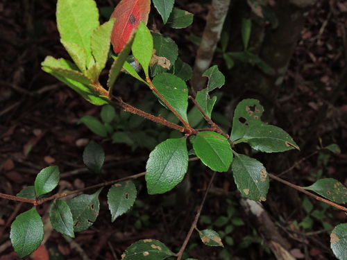 Hawthorn, Snow Pink — flowers or notable detail