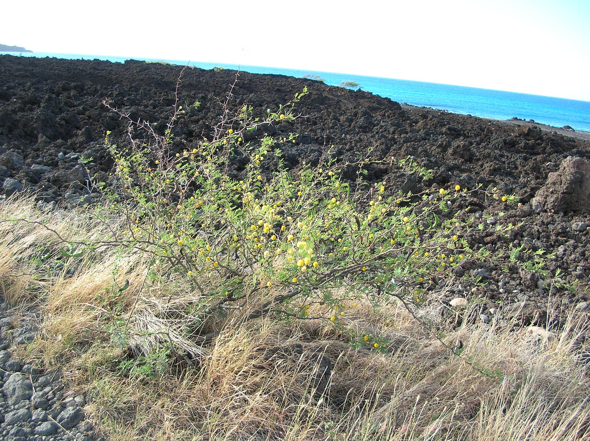 Huisache — whole plant