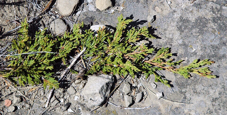 Juniper, Andorra — flowers or notable detail