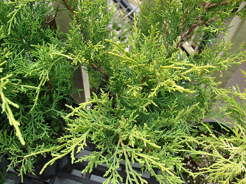 Juniper, Blue Point — whole plant