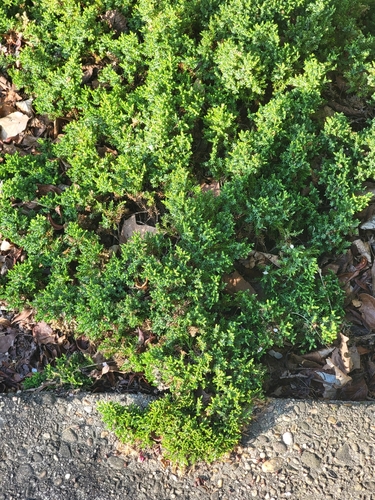 Juniper, Green Mound — flowers or notable detail