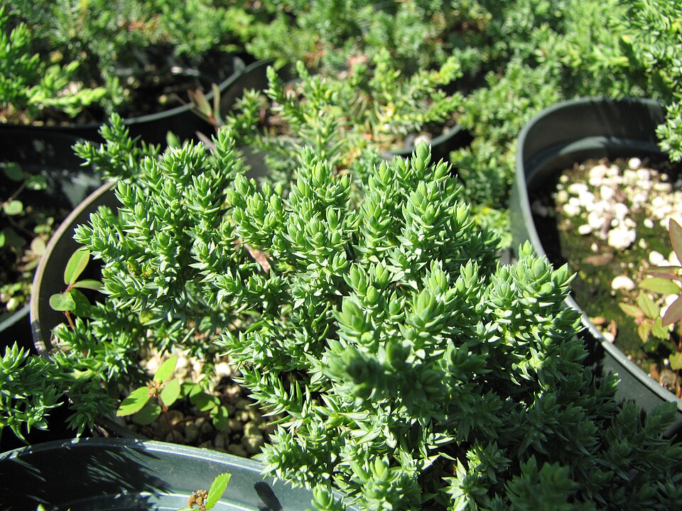 Juniper, Green Mound — whole plant