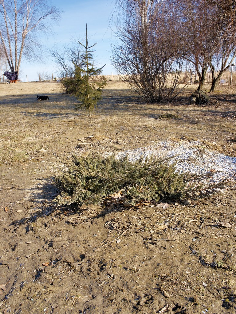 Juniper, Parsons — flowers or notable detail