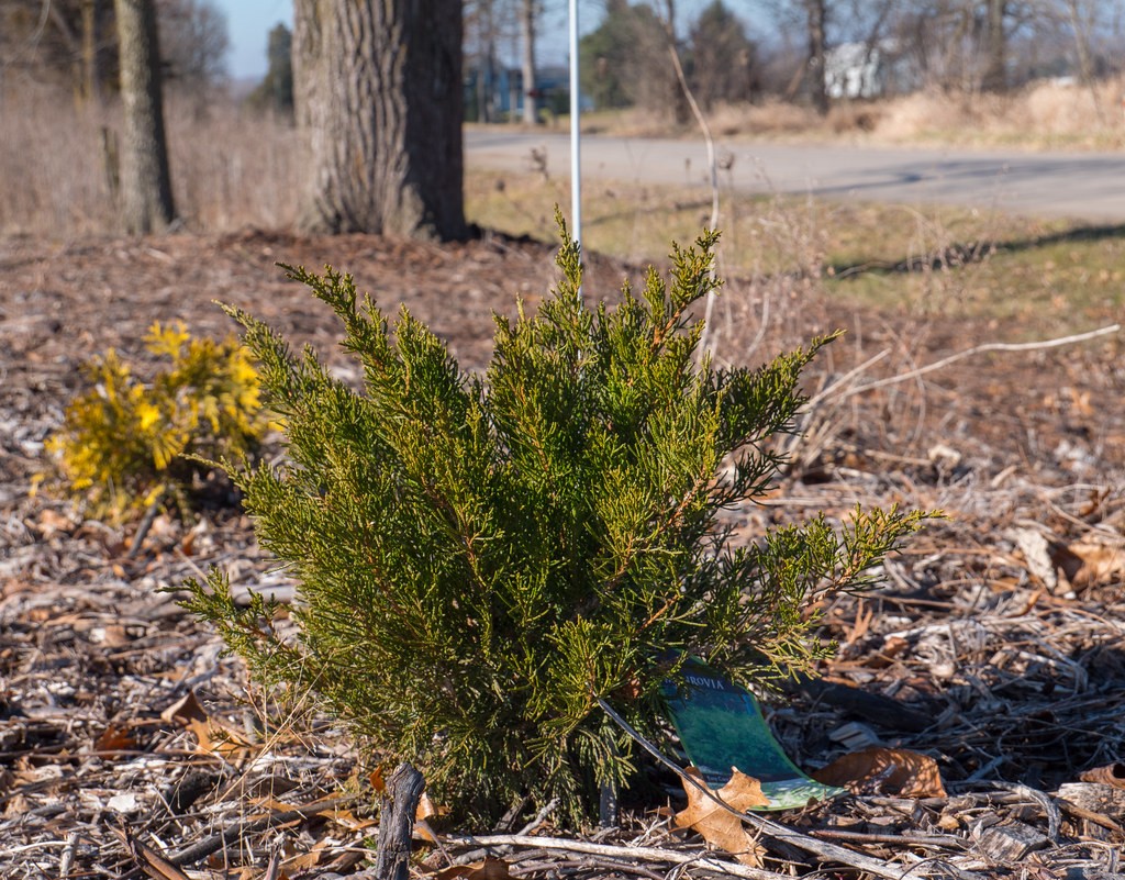 Juniper, Sea Green — flowers or notable detail